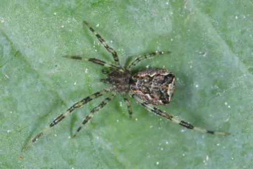 Episinus maculipes